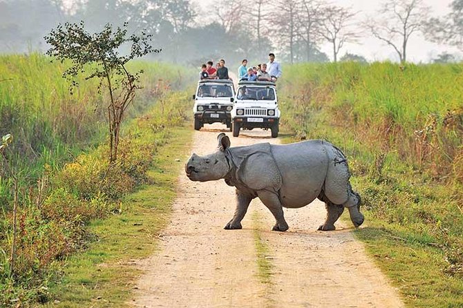 Wildlife of Assam