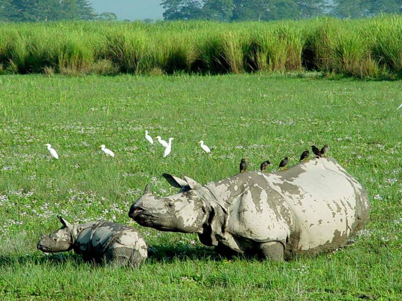 The Rhino Land 