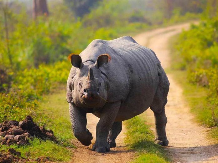 Just The Rhino - Kaziranga 